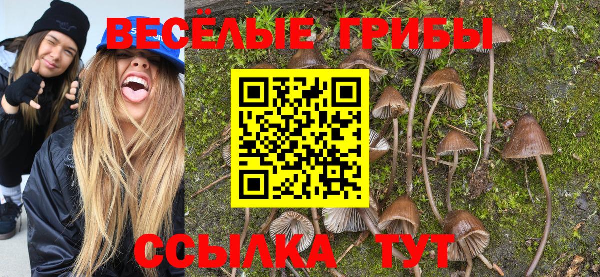 цена наркотик  Вход с VPN  Ртищево  Галлюциногенные грибы мухоморы  Галлюциногенные грибы Psilocybine cubensis 